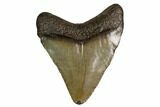 Juvenile Megalodon Tooth - Georgia #158784-1